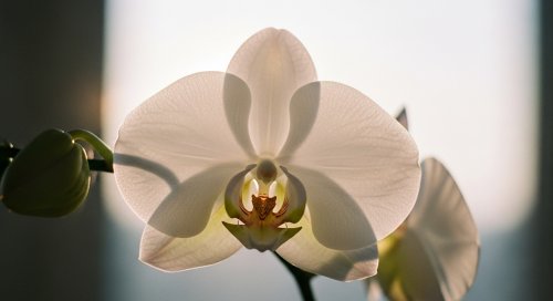 Como lidar com a perda de uma mãe: o amor que não termina